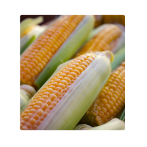Fresh Corn