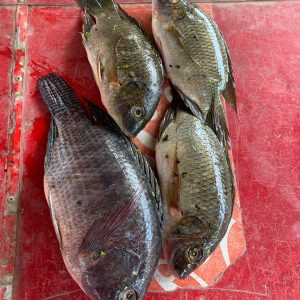 Fresh Tilapia
