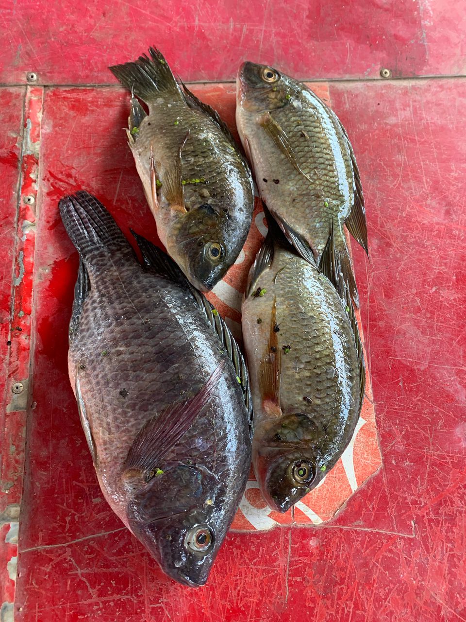 WhatsApp Image 2025-04-10 at 4.38.17 PM