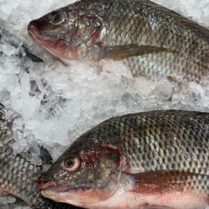Tilapia (Fresh)